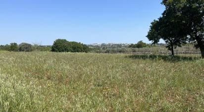 Terreno agricolo di 4.258 m² in Ostuni (72017)