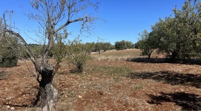 Terreno di 5.500 m² in Ostuni (72017)