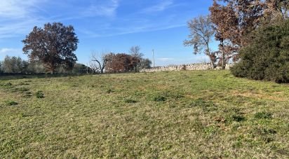 Terreno agricolo di 6.000 m² in Cisternino (72014)