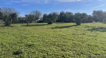 Terreno agricolo di 6.000 m² in Cisternino (72014)