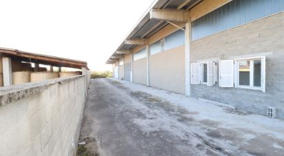 Capannone di 1.000 m² in Rivarolo Canavese (10086)