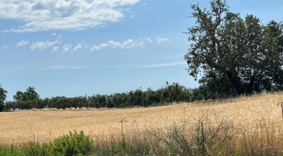 Terreno di 132.502 m² in Ripatransone (63065)