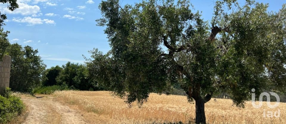 Terreno di 132.502 m² in Ripatransone (63065)