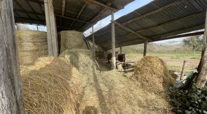 Casa indipendente / Villa 7 locali di 233 m² in Monte San Pietrangeli (63815)