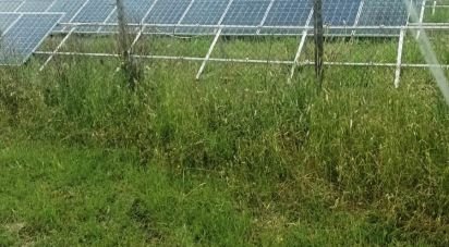 Land of 240,000 m² in Scansano (58054)