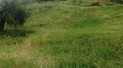 Land of 240,000 m² in Scansano (58054)