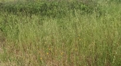 Land of 240,000 m² in Scansano (58054)