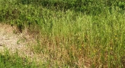 Land of 240,000 m² in Scansano (58054)