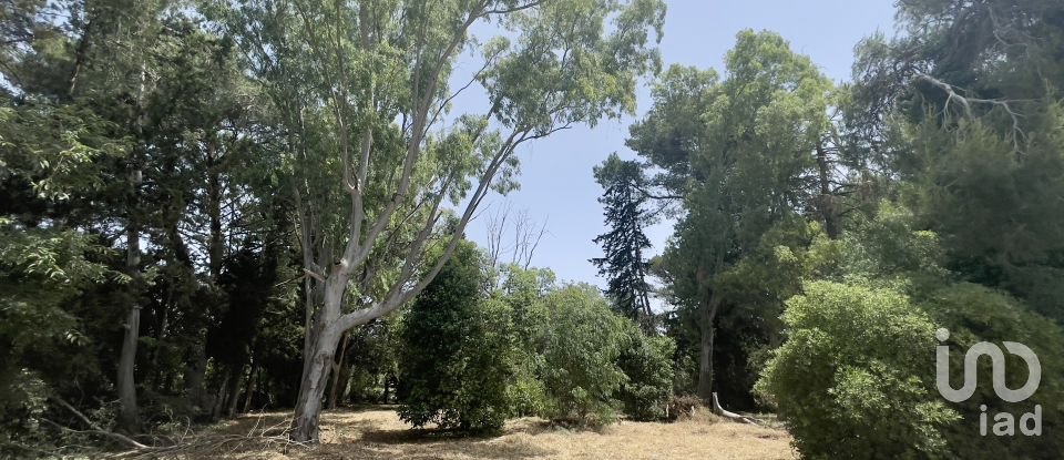 Horses property 16 rooms of 270 m² in Ceglie Messapica (72013)