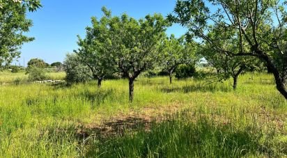 Terreno di 8.851 m² in Ostuni (72017)