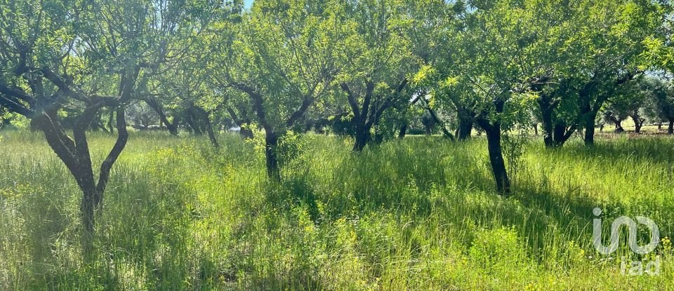 Terreno di 8.851 m² in Ostuni (72017)