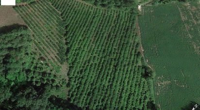 Farm land of 67,000 m² in Ponzano di Fermo (63845)