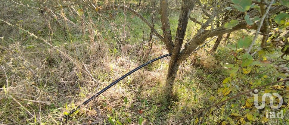 Farm land of 67,000 m² in Ponzano di Fermo (63845)