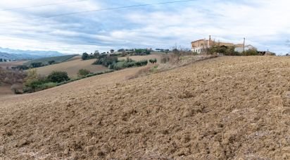 Agricultural land of 150,000 m² in Osimo (60027)