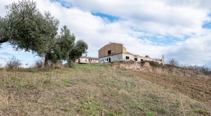Agricultural land of 170,000 m² in Osimo (60027)