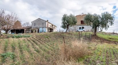 Agricultural land of 170,000 m² in Osimo (60027)
