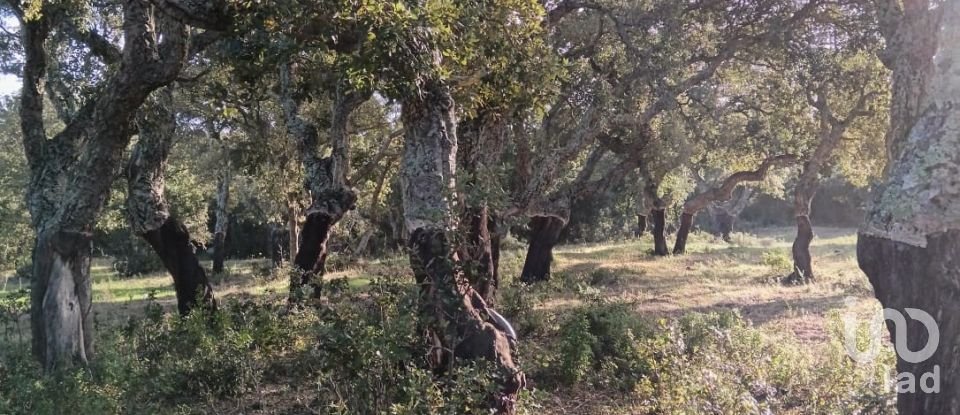 Terreno di 40.000 m² in Telti (07020)