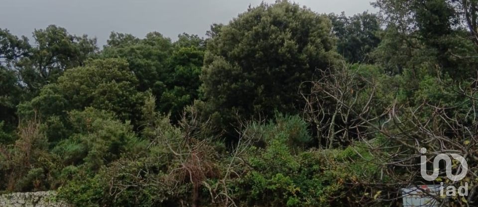 Terreno di 3.894 m² in Calangianus (07023)