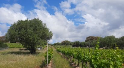 Land of 118,743 m² in Telti (07020)