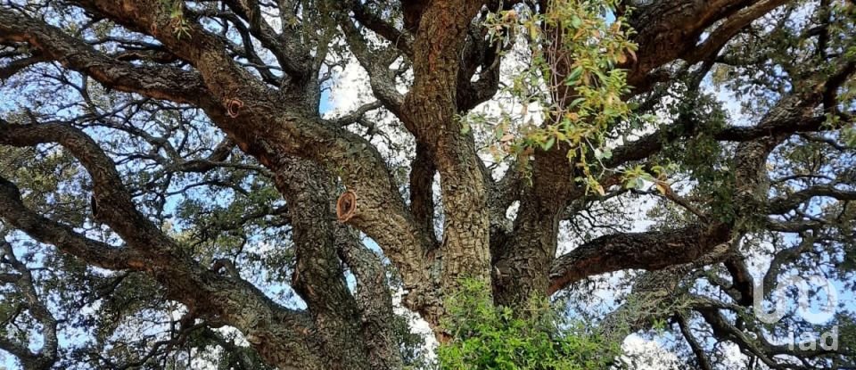 Terreno di 118.743 m² in Telti (07020)