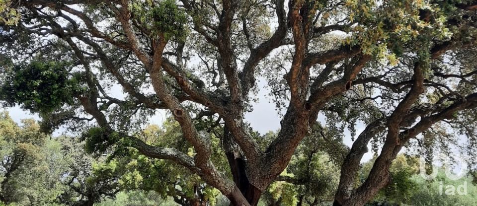 Terreno di 118.743 m² in Telti (07020)