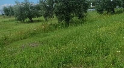 Land of 240,000 m² in Scansano (58054)