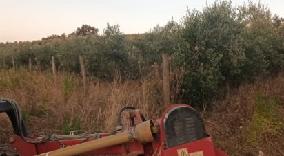 Land of 240,000 m² in Scansano (58054)