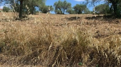 Terreno di 60.000 m² in Loreto Aprutino (65014)