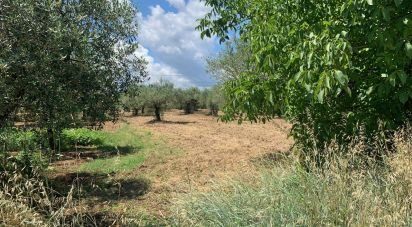 Terreno di 60.000 m² in Loreto Aprutino (65014)