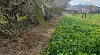 Terreno di 9.150 m² in Notaresco (64024)