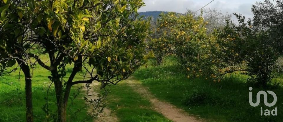 Terreno di 5.600 m² in Oliena (08025)