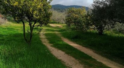 Terreno di 5.600 m² in Oliena (08025)