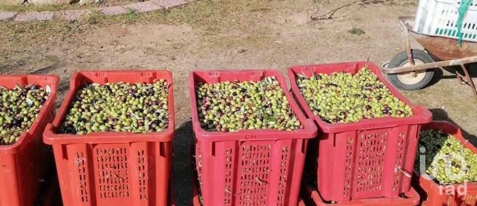 Terreno di 5.600 m² in Oliena (08025)