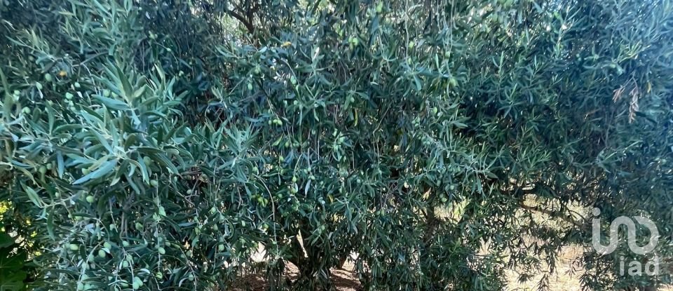 Terreno di 5.600 m² in Oliena (08025)