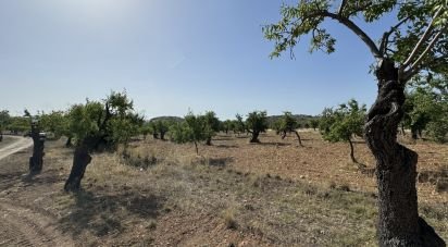 Terreno di 26.255 m² in Avola (96012)