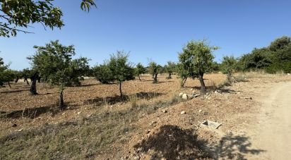 Terreno di 26.255 m² in Avola (96012)