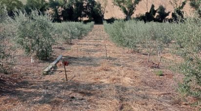 Farm land of 7,500 m² in Monte Porzio (61040)