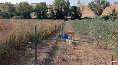 Farm land of 7,500 m² in Monte Porzio (61040)