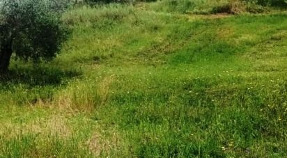 Land of 130,000 m² in Magliano in Toscana (58051)