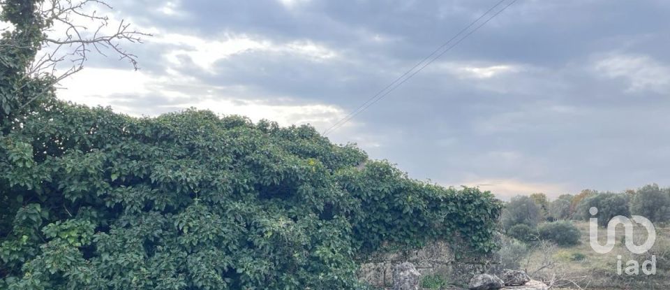 Horses property 0 rooms of 40 m² in Ceglie Messapica (72013)