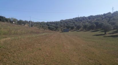 Terreno di 41.000 m² in Moscufo (65010)