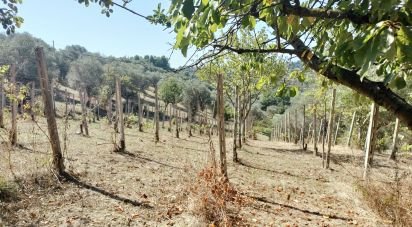 Terreno di 41.000 m² in Moscufo (65010)