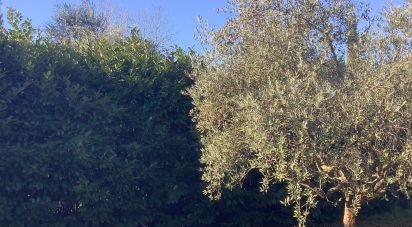 Farm land of 4,000 m² in Pistoia (51100)