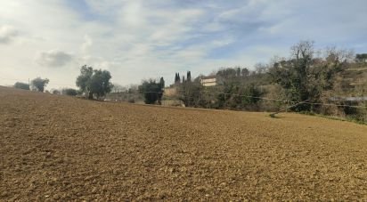 Farm land of 51,520 m² in Montefiore dell'Aso (63062)
