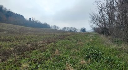 Farm land of 51,520 m² in Montefiore dell'Aso (63062)