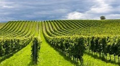 Terreno agricolo di 42.000 m² in Cavriana (46040)