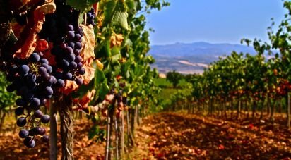 Terreno agricolo di 42.000 m² in Cavriana (46040)