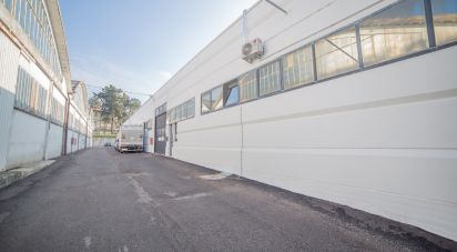 Costruzione di 5.000 m² in Urbino (61029)