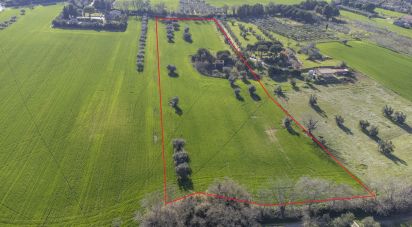 Land of 21,000 m² in Montecosaro (62010)