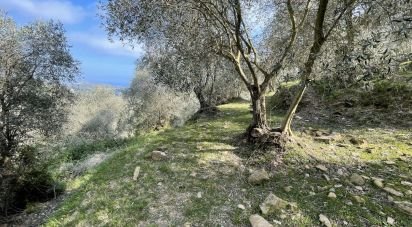 Terreno di 3.919 m² in Cipressa (18017)